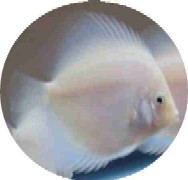 White Diamond Discus Fish - 2 inch